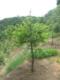 Torreya grandis trees